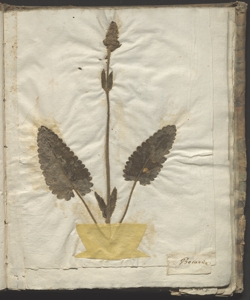 Betonica officinalis L.