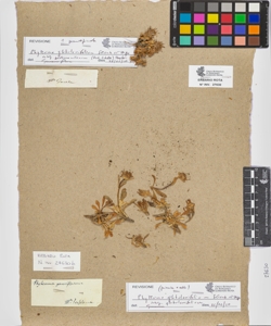 Phyteuma sp.