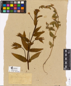Epilobium roseum
