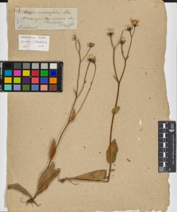 Hieracium succisaefolium All.