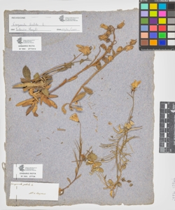 Campanula sp.
