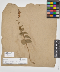 Campanula sp.