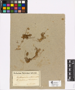 Ceratocephalus orthoceras De Candolle