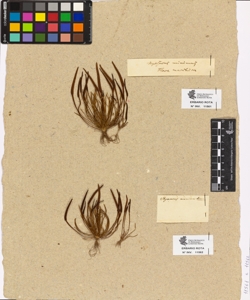 Myosurus minimus Linn.