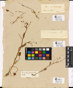 Ranunculus ophioglossifolius Linn.