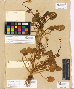 Ficaria ranunculoides