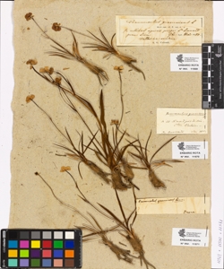 Ranunculus gramineus L.
