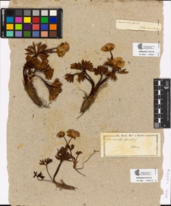 Ranunculus glacialis L