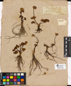 Ranunculus glacialis subsp. holosericus
