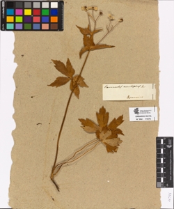 Ranunculus aconitifolium L.