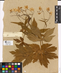 Ranunculus aconitifolium Linn.
