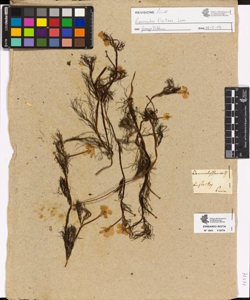 Ranunculus fluviatilis
