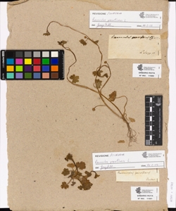 Ranunculus parviflorum