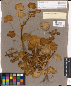 Ranunculus muricatus Linn.