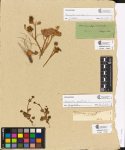 Ranunculus verrucosus