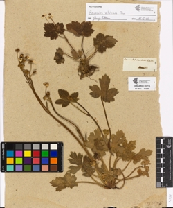Ranunculus haarbachii De Not.
