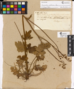 Ranunculus haarbachii De Not.