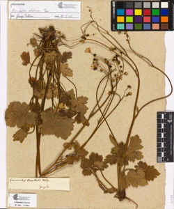 Ranunculus haarbachii Desf.