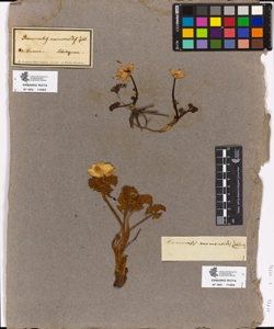 Ranunculus anemonoides Zahl.