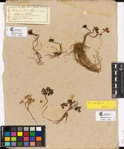 Ranunculus seguieri