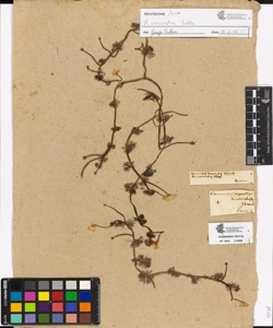 Ranunculus divaricatus Schr.