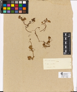 Ranunculus cenosus