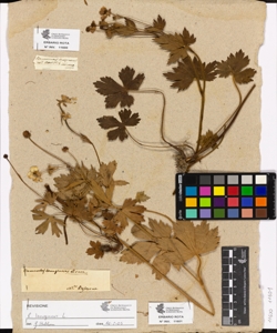 Ranunculus lanuginosus var grandifolia