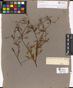 Ranunculus flammula Linn. subsp. a.
