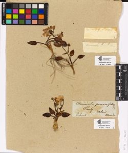 Ranunculus parnassifolius