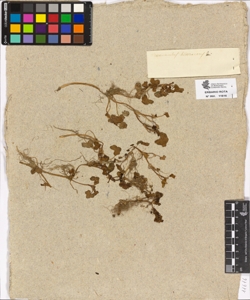 Ranunculus hederaceus L.