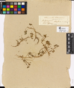 Ranunculus hederaceus L.