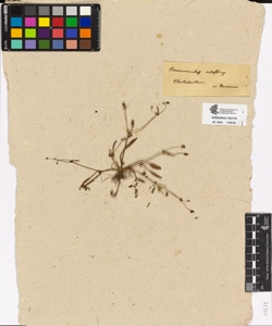 Ranunculus nodiflorus