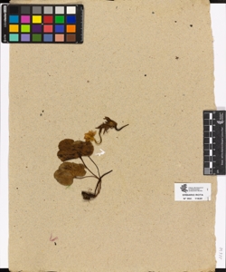 Ranunculus sp.