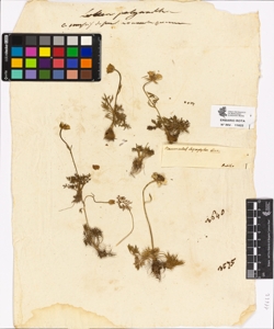 Ranunculus chaerophyllos Linn.
