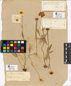 Ranunculus illyricus L.