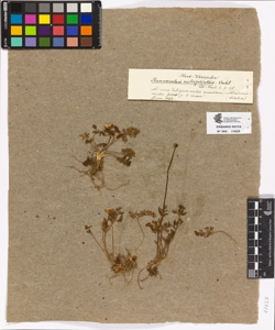 Ranunculus millefoliatus Vahl.