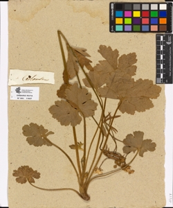 Ranunculus sp.
