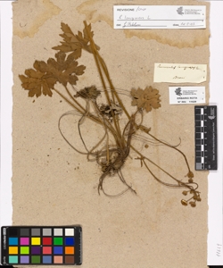 Ranunculus lanuginosus L.