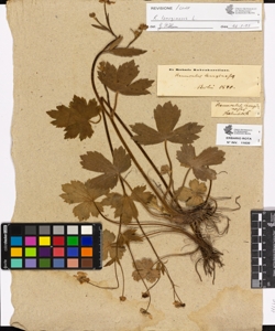 Ranunculus lanuginosus