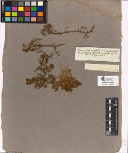 Ranunculus aquatilis subsp. succulentus