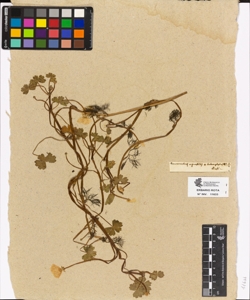 Ranunculus aquatilis subsp. heterophyllus