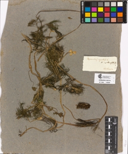 Ranunculus aquatilis L.