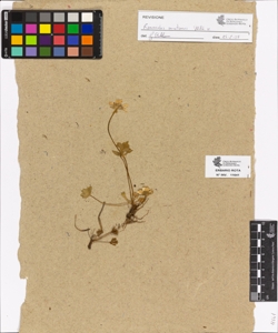 Ranunculus sp.