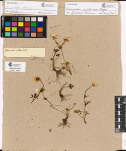 Ranunculus montanus Willd.