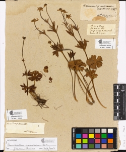 Ranunculus gouani W.