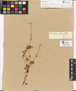 Ranunculus montanus Willd.