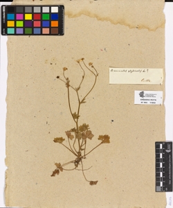 Ranunculus philonotis L.