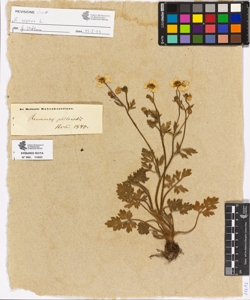 Ranunculus philonotis