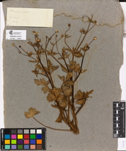 Ranunculus philonotis