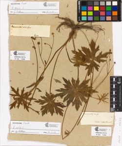 Ranunculus acris